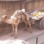 Kamel in Mandawa