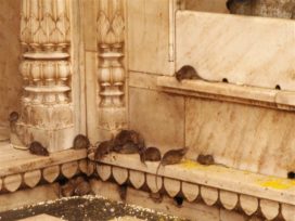 Bikaner Fotogalerie