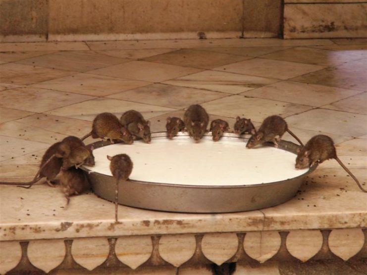 Bikaner Fotogalerie