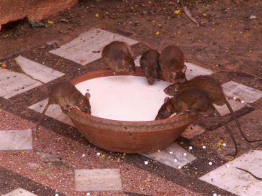 Bikaner Fotogalerie