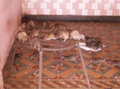 Bikaner Fotogalerie