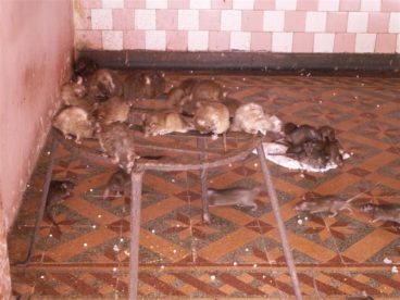 Bikaner Fotogalerie