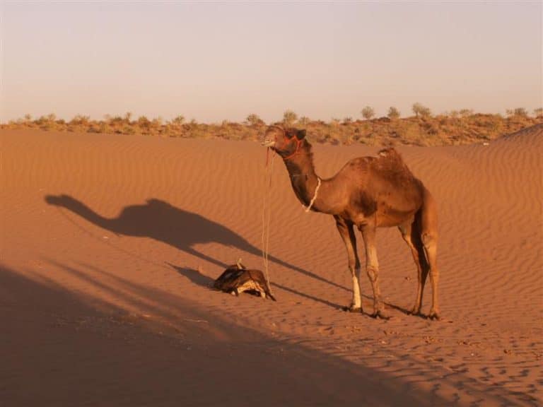 Eine Rundreise durch Rajasthan Rajasthan in Indien